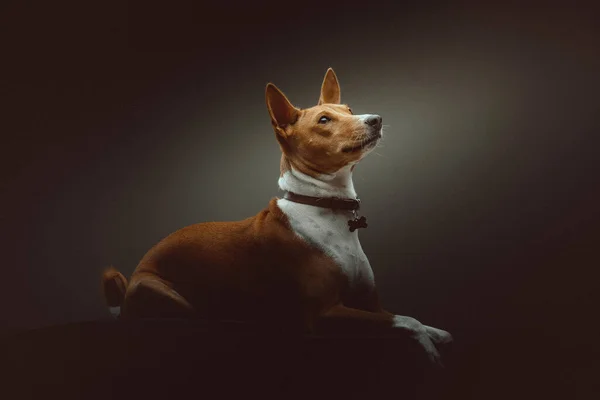 Aranyos Basenji Terrier Kutya Stúdió Felvétel Moody Sötét Világítás Sötét — Stock Fotó