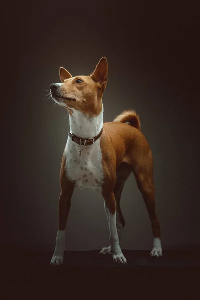 Lindo Perro Terrier Basenji Grabado Estudio Iluminación Oscura Moody Fondo — Foto de Stock