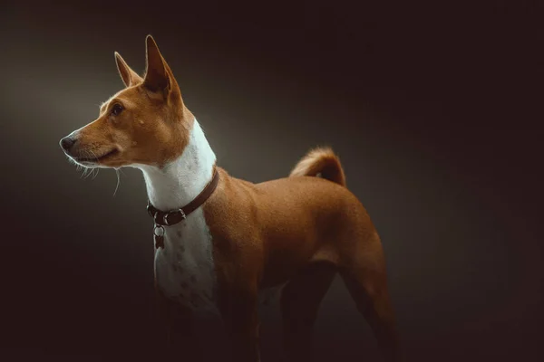 Niedlicher Basenji Terrier Hund Studioaufnahmen Moody Dunkle Beleuchtung Dunkler Hintergrund — Stockfoto