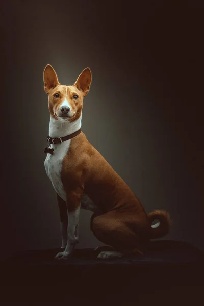 Aranyos Basenji Terrier Kutya Stúdió Felvétel Moody Sötét Világítás Sötét — Stock Fotó