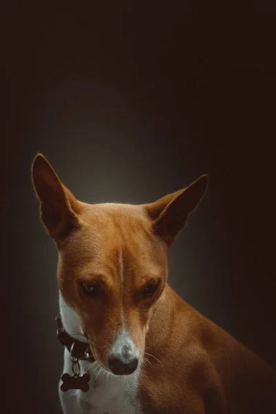 Cão Bonito Basenji Terrier Tiro Estúdio Moody Iluminação Escura Fundo — Fotografia de Stock