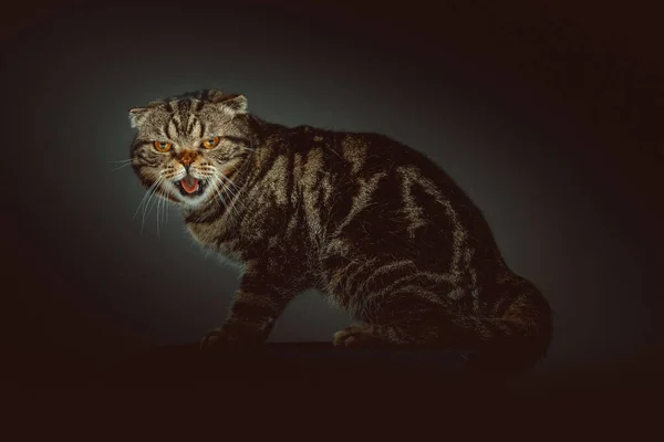 Scottish Fold Kurzhaarkatze Studioaufnahmen Moody Dunkle Beleuchtung Dunkler Hintergrund — Stockfoto