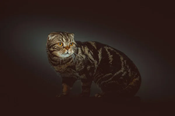 Шотландская Короткошерстная Кошка Студийный Снимок Капризное Темное Освещение Темный Фон — стоковое фото