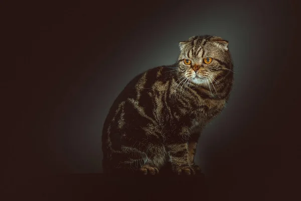 スコティッシュ短髪猫を折ります スタジオで撃たれた ムーディー暗い照明暗い背景 — ストック写真