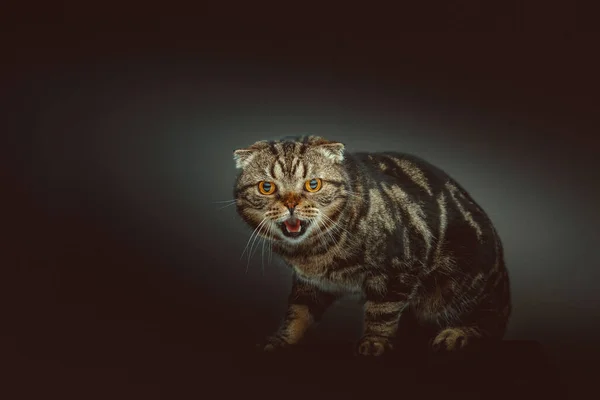 苏格兰Fold Shorthair猫 工作室拍摄 阴暗的灯光 黑暗的背景 — 图库照片