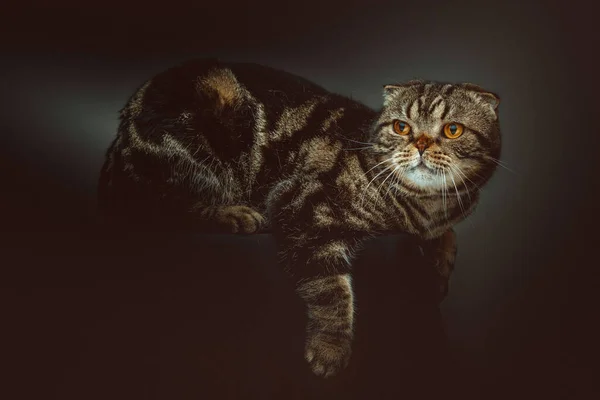 Scottish Fold Krótki Kot Zdjęcia Studyjne Moody Ciemne Oświetlenie Ciemne — Zdjęcie stockowe
