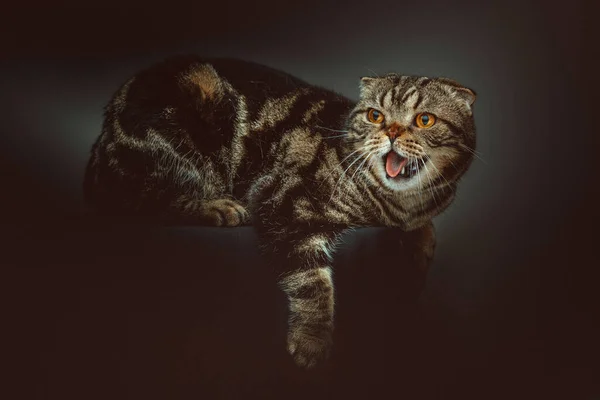 Gato Scottish Fold Shorthair Grabado Estudio Iluminación Oscura Moody Fondo — Foto de Stock