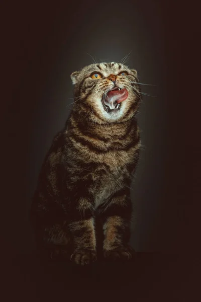 Scottish Fold Shorthair Cat Studio Shot Moody Dark Lighting Dark — Stock Photo, Image