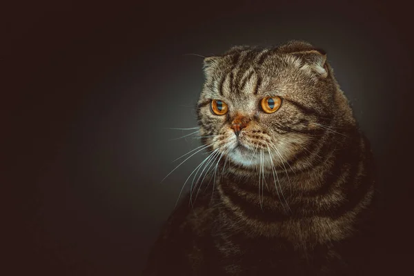 Scottish Fold Kurzhaarkatze Studioaufnahmen Moody Dunkle Beleuchtung Dunkler Hintergrund — Stockfoto