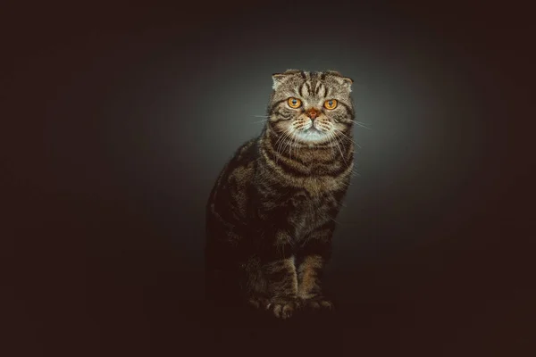 스코티시폴드 고양이 스튜디오 어둡고 어두운 — 스톡 사진