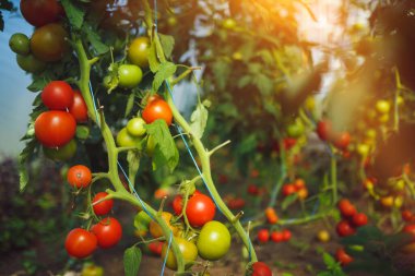 Doğal domates serası. Serada yetişen güzel kırmızı ve yeşil domatesler.