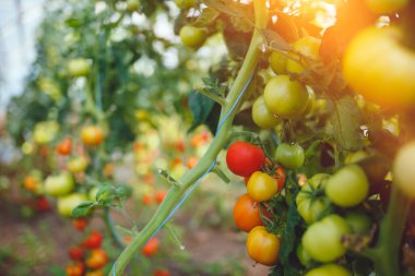 Doğal domates serası. Serada yetişen güzel kırmızı ve yeşil domatesler.