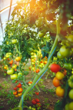 Doğal domates serası. Serada yetişen güzel kırmızı ve yeşil domatesler.