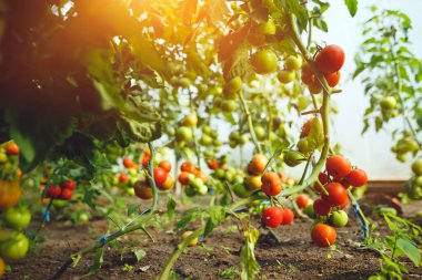 Doğal domates serası. Serada yetişen güzel kırmızı ve yeşil domatesler.
