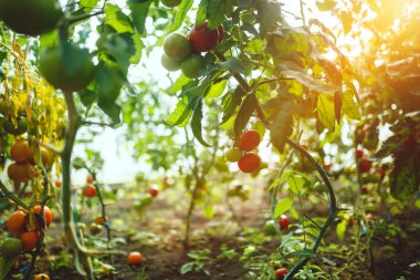 Doğal domates serası. Serada yetişen güzel kırmızı ve yeşil domatesler.