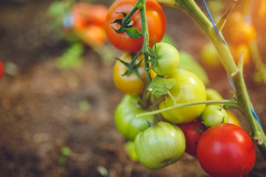 Doğal domates serası. Serada yetişen güzel kırmızı ve yeşil domatesler.