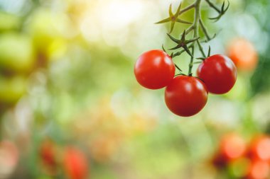 Doğal domates serası. Serada yetişen güzel kırmızı ve yeşil domatesler.