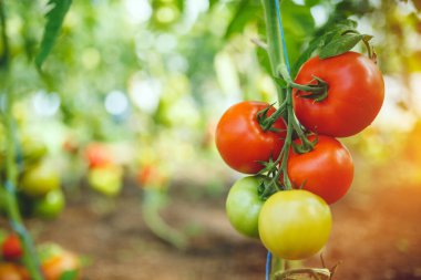 Doğal domates serası. Serada yetişen güzel kırmızı ve yeşil domatesler.