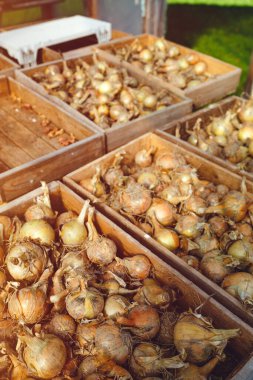 Taze hasat edilmiş soğan organik sebze serasında kurutuluyor.