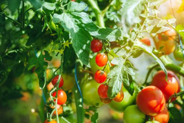 Doğal domates serası. Serada yetişen güzel kırmızı ve yeşil domatesler.