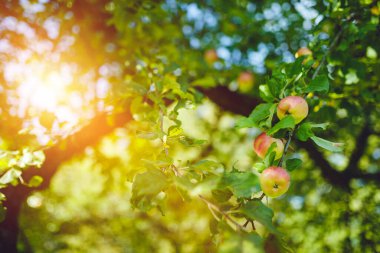 Kırsal kesimdeki taze organik elmaları kapatın.