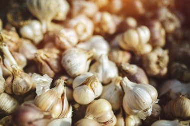 Taze toplanmış sarımsak yığını organik sebze serasında kuruyor.