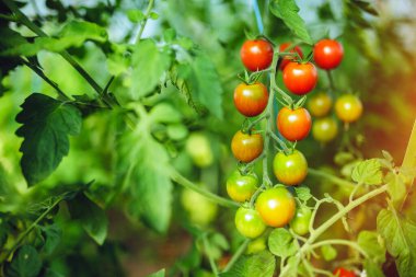 Doğal domates serası. Serada yetişen güzel kırmızı ve yeşil domatesler.