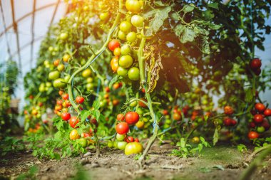 Doğal domates serası. Serada yetişen güzel kırmızı ve yeşil domatesler.
