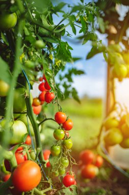 Doğal domates serası. Serada yetişen güzel kırmızı ve yeşil domatesler.