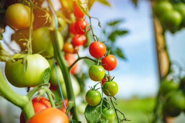 Doğal domates serası. Serada yetişen güzel kırmızı ve yeşil domatesler.