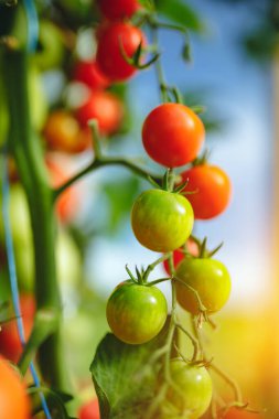 Doğal domates serası. Serada yetişen güzel kırmızı ve yeşil domatesler.