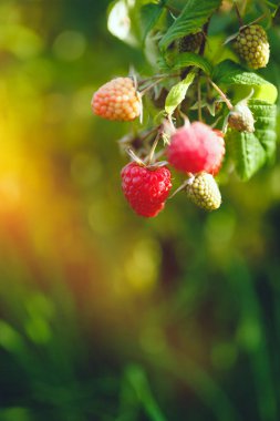 Taze organik ahududu ve kırsal çiftlik alanlarını kapatın.