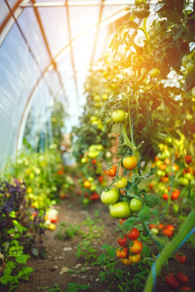 Naturalna Szklarnia Pomidorowa Piękne Czerwone Dojrzałe Zielone Pomidory Uprawiane Szklarni — Zdjęcie stockowe