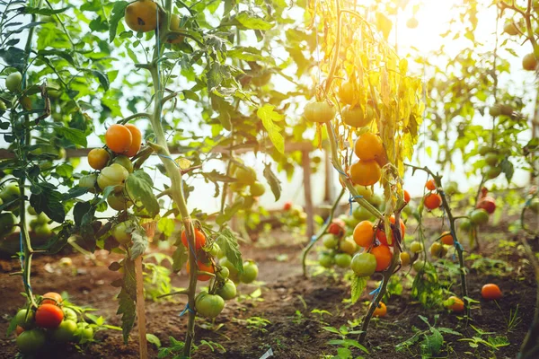 Natürliches Tomaten Gewächshaus Schöne Rote Reife Und Grüne Tomaten Aus — Stockfoto
