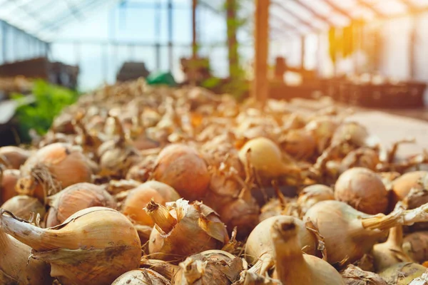 Bawang Pijar Segar Yang Mengering Rumah Kaca Sayuran Organik — Stok Foto