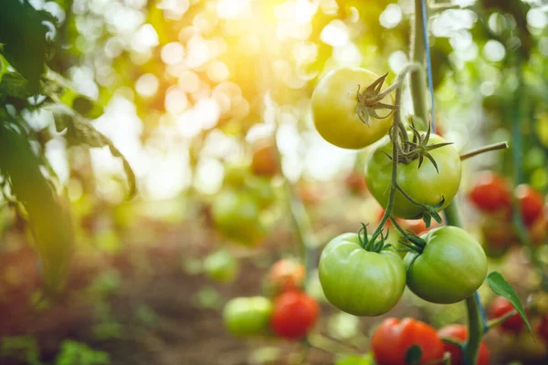 Doğal domates serası. Serada yetişen güzel kırmızı ve yeşil domatesler.