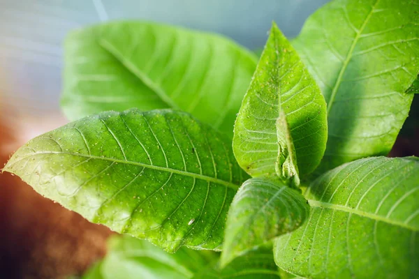 Mooie Verse Tabaksbladeren Met Een Zonlicht Van Achteren — Stockfoto