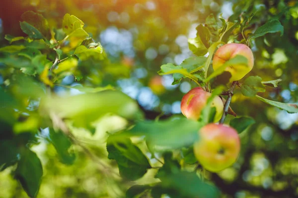 Zblízka Čerstvých Organických Jablek Venkovské Farmě — Stock fotografie