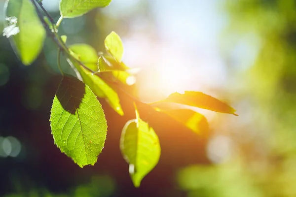 Krásné Čerstvé Listy Slunečním Světlem Zezadu — Stock fotografie