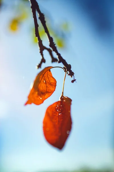 Zblízka Jasné Podzimní Listí Měkké Zaostření Sluneční Světlo Zezadu — Stock fotografie