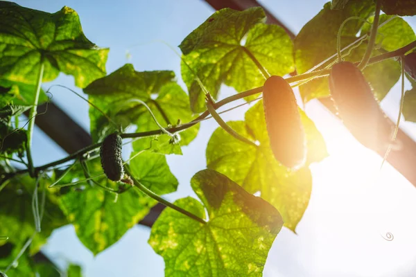 Estufa Pepino Natural Belos Pepinos Maduros Verdes Cultivados Estufa — Fotografia de Stock