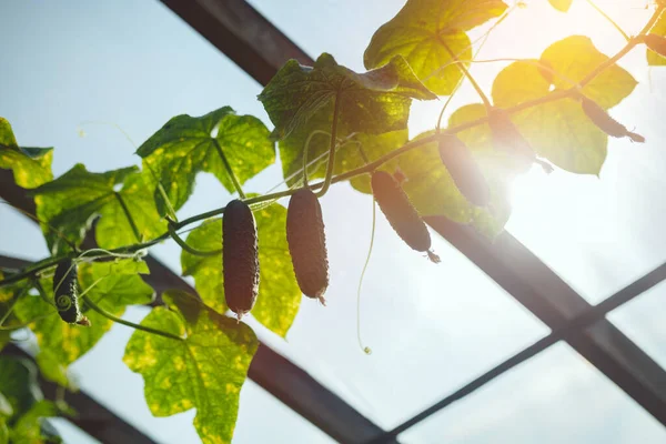 Natuurlijke Komkommerkas Mooie Rijpe Groene Komkommers Gekweekt Een Kas — Stockfoto