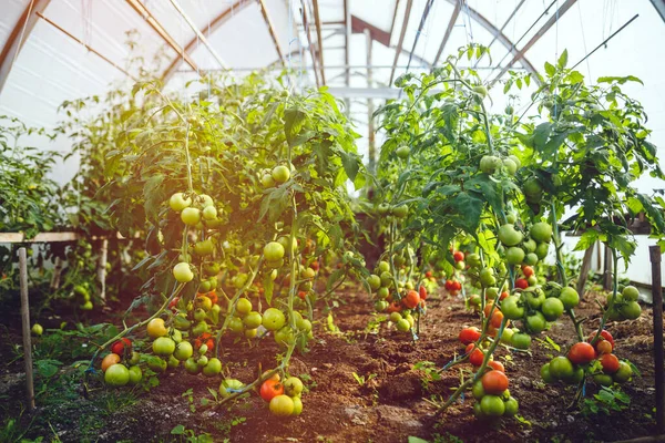 天然トマト温室 温室で栽培された美しい赤熟した緑のトマト — ストック写真