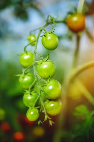 Estufa Tomate Natural Belos Tomates Vermelhos Maduros Verdes Cultivados Estufa — Fotografia de Stock