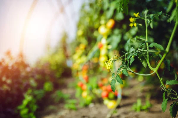 Natuurlijke Tomatenkas Mooie Rode Rijpe Groene Tomaten Geteeld Een Kas — Stockfoto