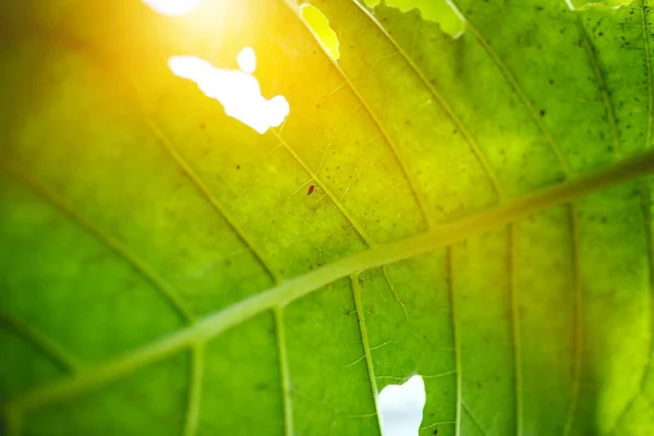 Krásné Čerstvé Tabákové Listy Slunečním Světlem Zezadu — Stock fotografie