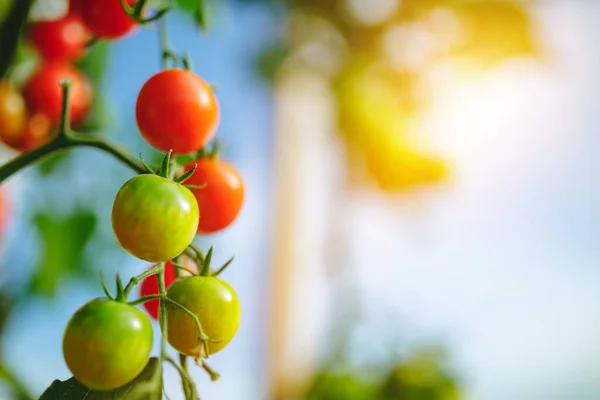 Serre Tomate Naturelle Belles Tomates Rouges Mûres Vertes Cultivées Serre — Photo