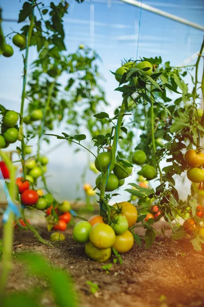 Natuurlijke Tomatenkas Mooie Rode Rijpe Groene Tomaten Geteeld Een Kas — Stockfoto