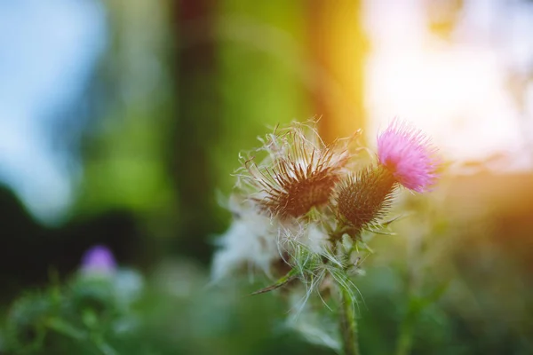 日の出にミルクのアザミの花の頭を閉じて 柔らかい焦点 — ストック写真