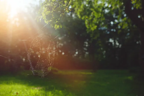 Spinnenwebben Takken Met Zonlicht Van Achteren — Stockfoto